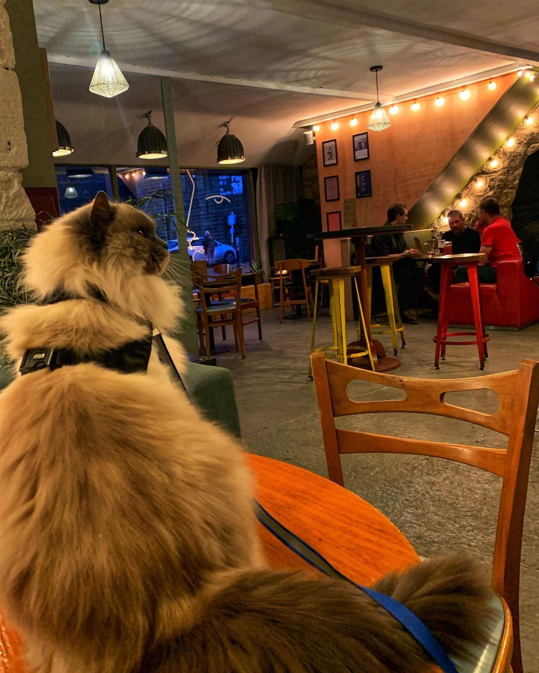 A cat inside the bar